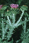 Ruderalvegetation Home