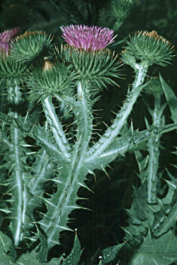 Acanthus